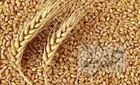 گندم در واردات صدر نشین شد